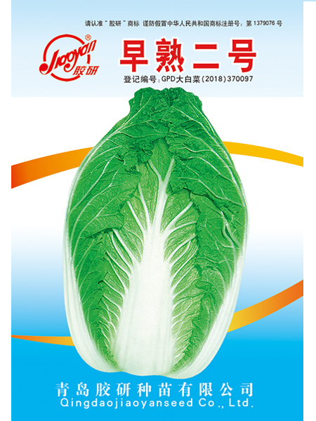 早熟二号——秋播白菜
